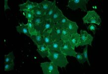 Headspace Invaders: Mosquito Viruses Breach Brain Defenses