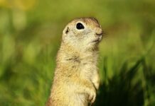 Ancient Ground Squirrel Droppings Unveil Arctic Evolution Secrets