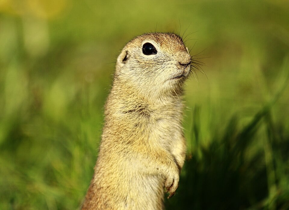 Ancient-Ground-Squirrel-Droppings-Unveil-Arctic-Evolution-Secrets