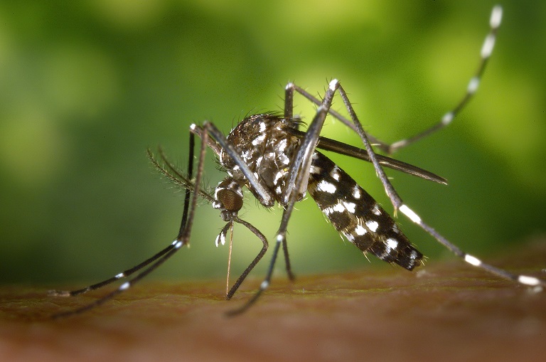 First-Mosquito-Batch-of-the-Season-Tests-Positive-for-West