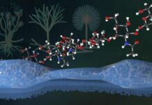 Fungi Boost Hydrogels for Enhanced Strength and Safety