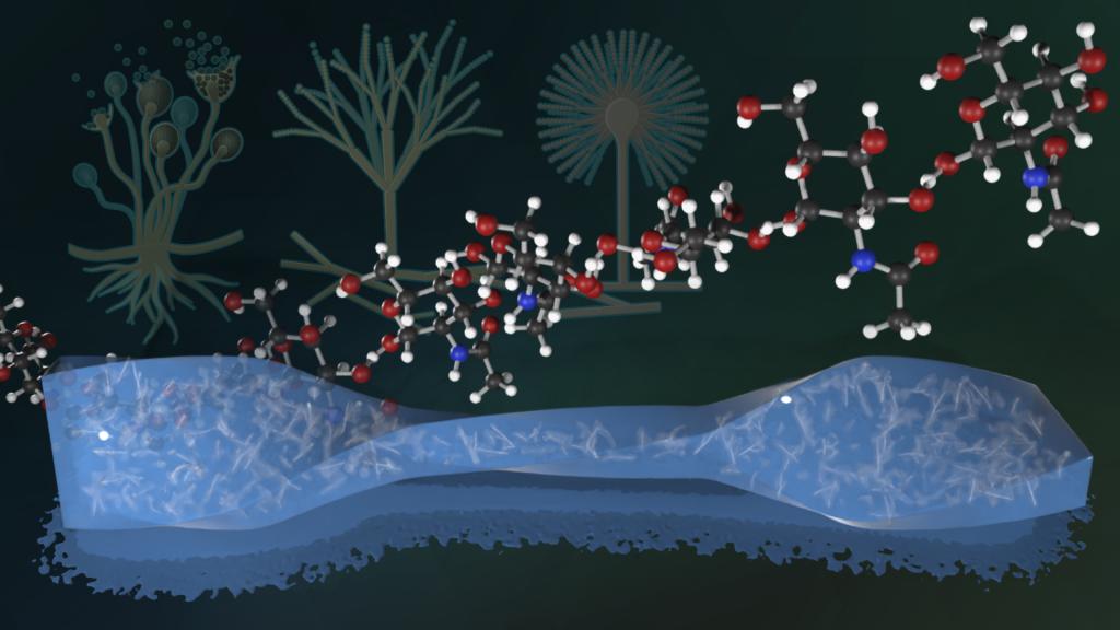 Fungi-Boost-Hydrogels-for-Enhanced-Strength-and-Safety