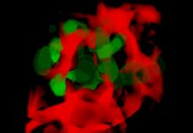 New Model Reveals How Cancer Cells Evade and Spread