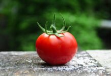 Senescent Cells Fuel Inflammation in Aging: Tomato Compound Boosts Cognition